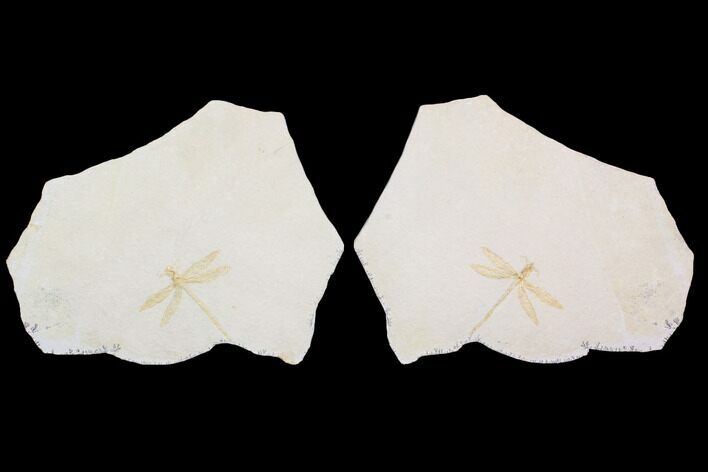 Fossil Dragonfly (Pos/Neg) - Solnhofen Limestone (Special Price) #92470